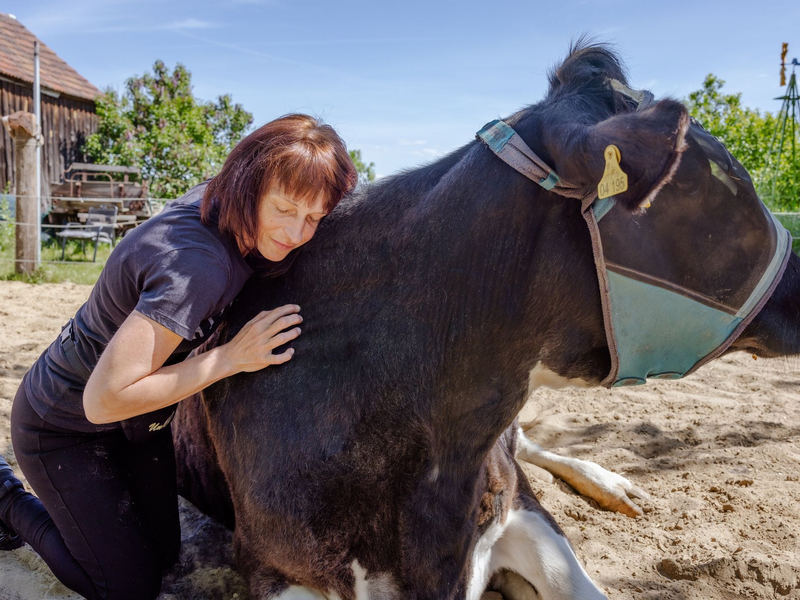 Schmusen mit KĂŒhen: Auf dem «Hof der Verbundenheit» sollen Menschen Ruhe finden und Stress abbauen. - Foto: Frank Hammerschmidt/dpa