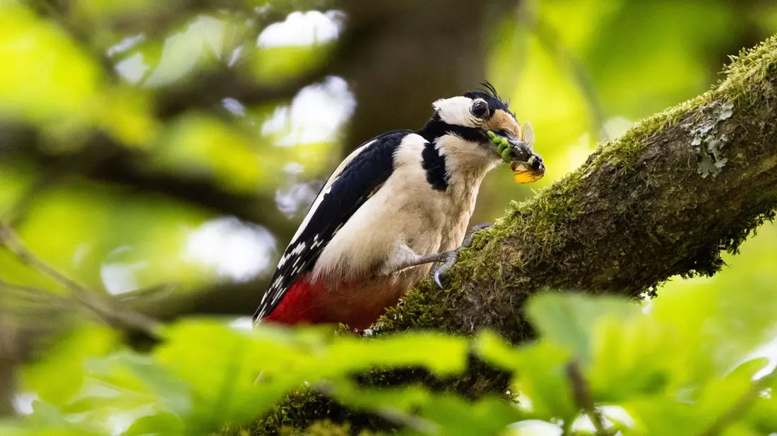 Typische Waldvögel, wie der Buntspecht, sind immer häufiger in Wohngebieten vorzufinden. - Bild: Lando Hass/dpa