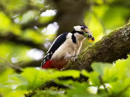 Typische Waldvögel, wie der Buntspecht, sind immer häufiger in Wohngebieten vorzufinden. - Foto: Lando Hass/dpa