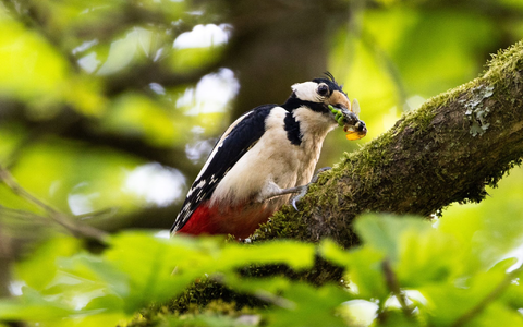 Typische Waldvögel, wie der Buntspecht, sind immer häufiger in Wohngebieten vorzufinden. - Foto: Lando Hass/dpa
