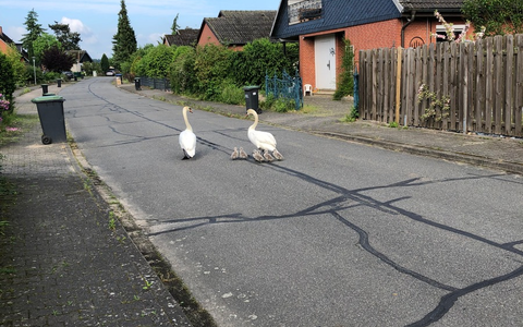POL-LG: ++ Polizeiliche Begleitung - Schwanenfamilie durch Wohngebiet zurück zum Teich geleitet ++ Metall aus leerstehender Lagerhalle gestohlen ++ Feuer bei Recyclingbetrieb ++ mehr als 5.600 Meter Kabel - Foto: presseportal.de