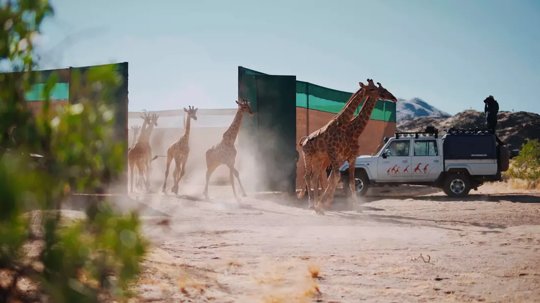 Giraffen im Iona-Nationalpark in Angola. - Bild: -/Giraffe Conservation Group/dpa