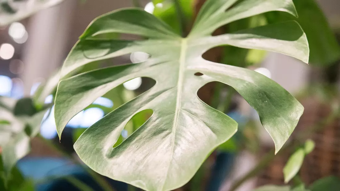 Die Monstera ist leicht zu erkennen: Sie hat bis zu 50 Zentimeter große Blätter in sattem Grün, die an den Seiten tiefe Kerben entwickeln. - Bild: Robert Günther/dpa