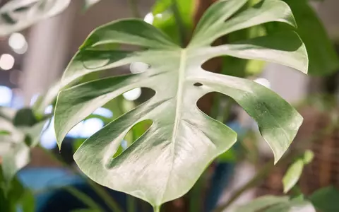 Die Monstera ist leicht zu erkennen: Sie hat bis zu 50 Zentimeter große Blätter in sattem Grün, die an den Seiten tiefe Kerben entwickeln. - Foto: Robert Günther/dpa