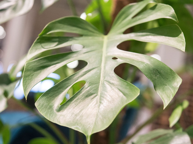 Die Monstera ist leicht zu erkennen: Sie hat bis zu 50 Zentimeter große Blätter in sattem Grün, die an den Seiten tiefe Kerben entwickeln. - Foto: Robert Günther/dpa