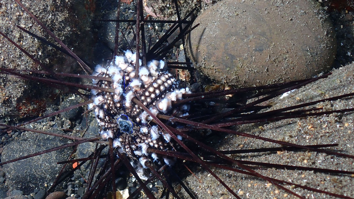 Ein infizierter Seeigel auf der Insel La Réunion. - Foto: Jean-Pascal Quod/dpa
