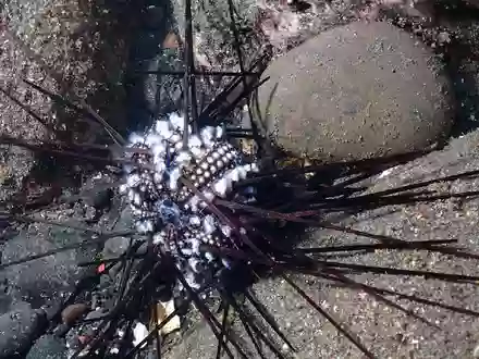 Ein infizierter Seeigel auf der Insel La Réunion. - Foto: Jean-Pascal Quod/dpa
