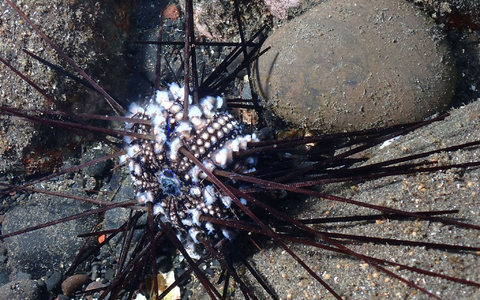 Ein infizierter Seeigel auf der Insel La Réunion. - Foto: Jean-Pascal Quod/dpa