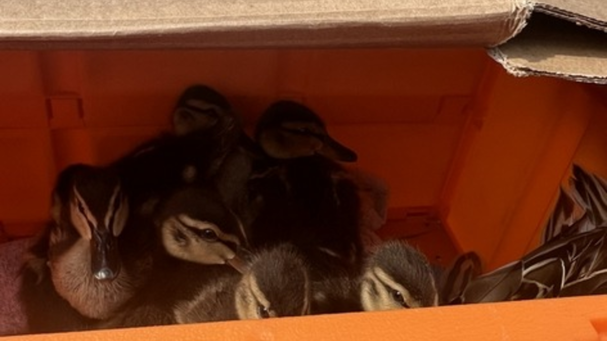 BPOL-FL: Elmshorn - Happy End für Entenfamilie - Foto: presseportal.de