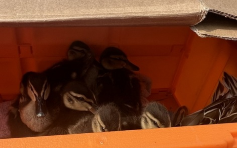 BPOL-FL: Elmshorn - Happy End für Entenfamilie - Foto: presseportal.de