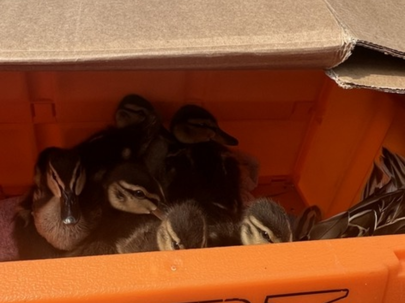 BPOL-FL: Elmshorn - Happy End für Entenfamilie - Foto: presseportal.de