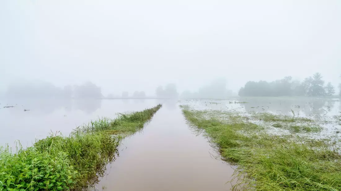 Finanzielle Einbußen durch das Hochwasser haben nicht nur Bauern, denen die Ernte ausgefallen ist, sondern auch Landwirte, die für ihre Produkte keine Abnehmer mehr finden. - Bild: Andreas Arnold/dpa