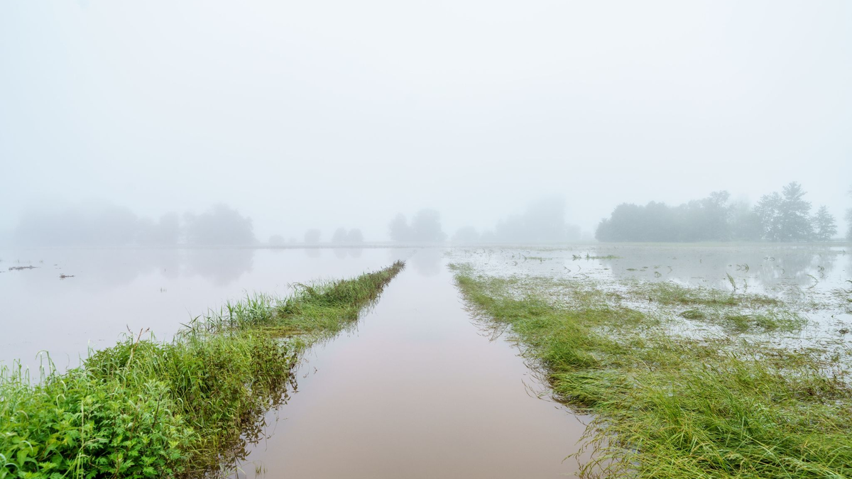 Finanzielle Einbußen durch das Hochwasser haben nicht nur Bauern, denen die Ernte ausgefallen ist, sondern auch Landwirte, die für ihre Produkte keine Abnehmer mehr finden. - Foto: Andreas Arnold/dpa