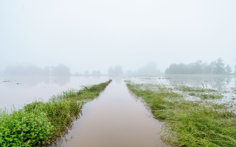 Finanzielle Einbußen durch das Hochwasser haben nicht nur Bauern, denen die Ernte ausgefallen ist, sondern auch Landwirte, die für ihre Produkte keine Abnehmer mehr finden. - Foto: Andreas Arnold/dpa