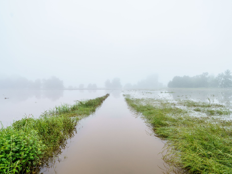 Finanzielle Einbußen durch das Hochwasser haben nicht nur Bauern, denen die Ernte ausgefallen ist, sondern auch Landwirte, die für ihre Produkte keine Abnehmer mehr finden. - Foto: Andreas Arnold/dpa