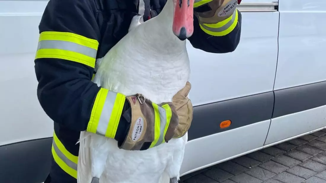 FW-M: Schwan auf Abwegen (Sendling) - Bild: presseportal.de