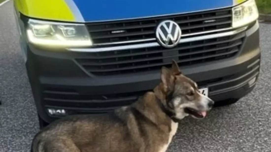 POL-HRO: Freilaufender Hund an der BAB 20 - Bild: presseportal.de