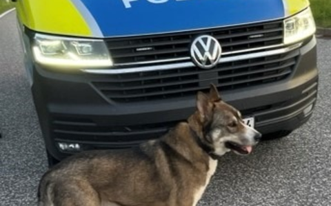 POL-HRO: Freilaufender Hund an der BAB 20 - Foto: presseportal.de