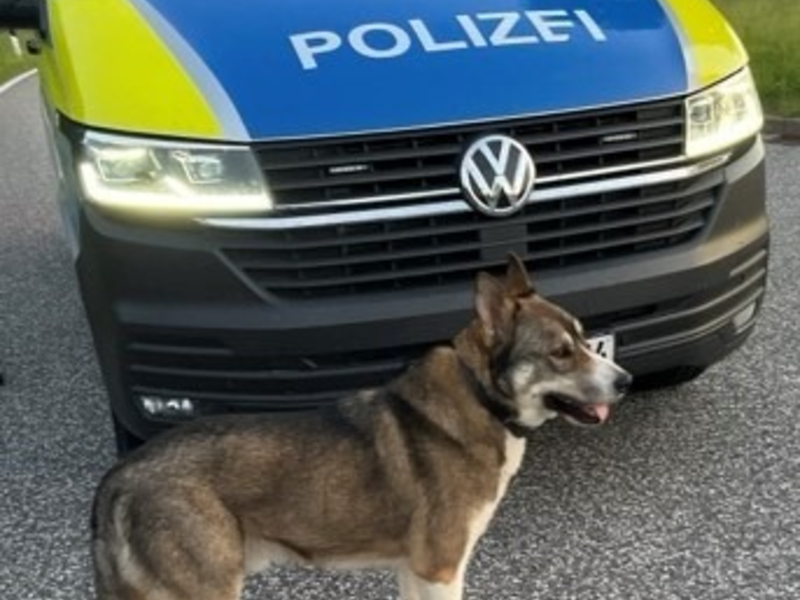 POL-HRO: Freilaufender Hund an der BAB 20 - Foto: presseportal.de