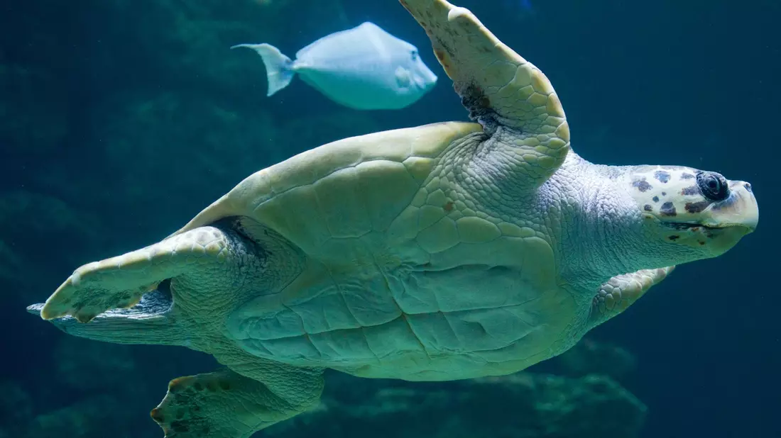 «Die Tatsache, dass die Brutzeit früher beginnt, deutet darauf hin, dass die Schildkröten sich anpassen, um die sehr hohen Temperaturen im Sommer zu vermeiden.» - Bild: Stefan Sauer/dpa