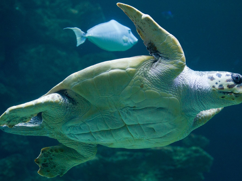 «Die Tatsache, dass die Brutzeit früher beginnt, deutet darauf hin, dass die Schildkröten sich anpassen, um die sehr hohen Temperaturen im Sommer zu vermeiden.» - Foto: Stefan Sauer/dpa