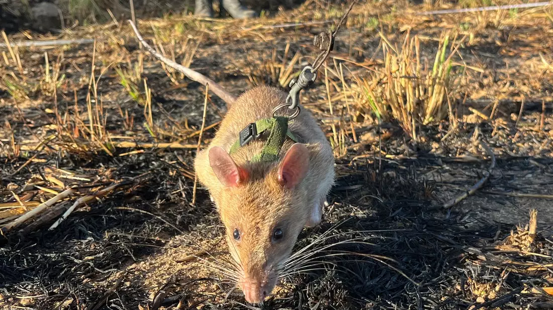 Eine Minenräumerin der belgischen Organisation Apopo sucht nach Landminen. Zuvor hatte eine Riesenhamsterratte dort angeschlagen. - Bild: Kristin Palitza/dpa