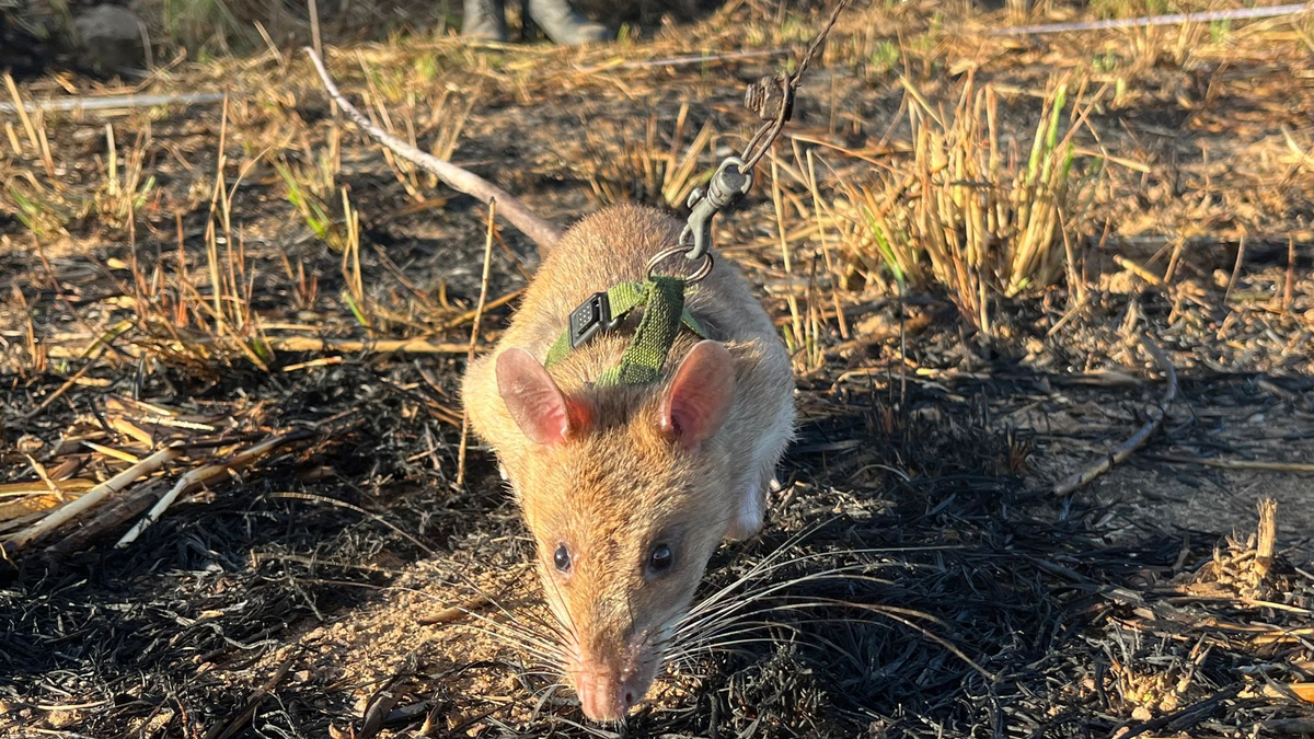 Eine Minenräumerin der belgischen Organisation Apopo sucht nach Landminen. Zuvor hatte eine Riesenhamsterratte dort angeschlagen. - Foto: Kristin Palitza/dpa