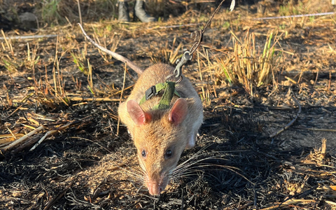Eine Minenräumerin der belgischen Organisation Apopo sucht nach Landminen. Zuvor hatte eine Riesenhamsterratte dort angeschlagen. - Foto: Kristin Palitza/dpa