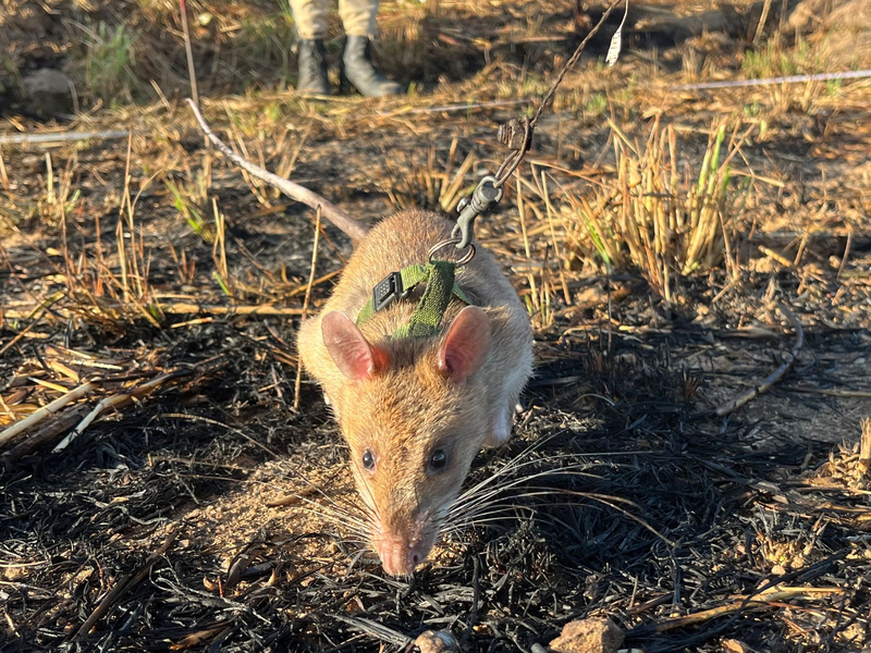 Eine Minenräumerin der belgischen Organisation Apopo sucht nach Landminen. Zuvor hatte eine Riesenhamsterratte dort angeschlagen. - Foto: Kristin Palitza/dpa