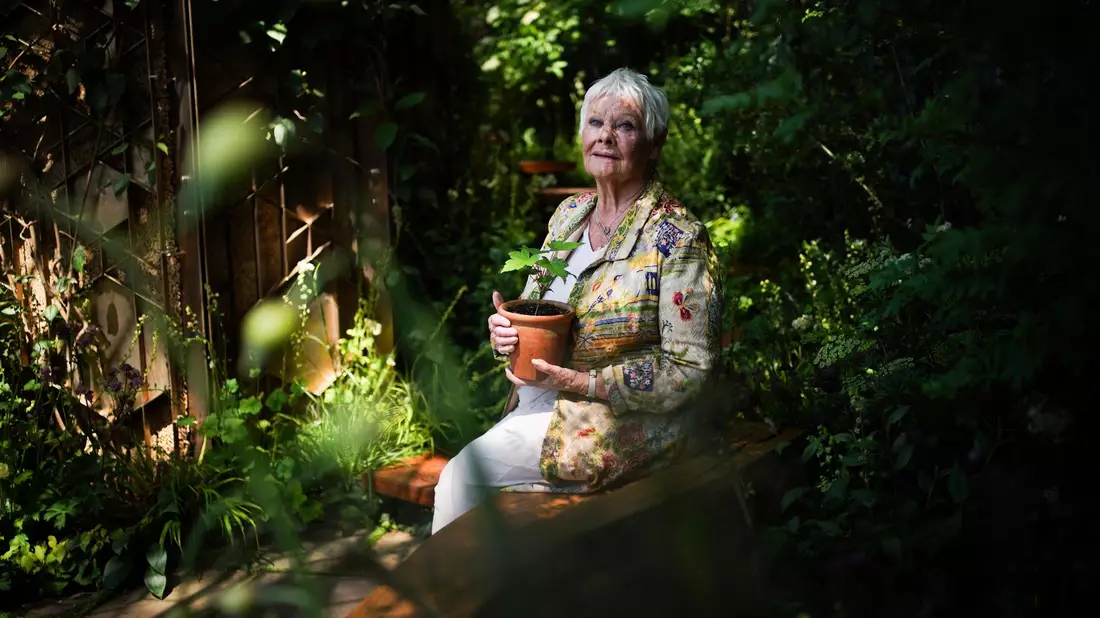 Dame Judi Dench mit einem Setzling des  Berg-Ahorns bei der Chelsea Flower Show. - Bild: Yui Mok/PA Wire/dpa