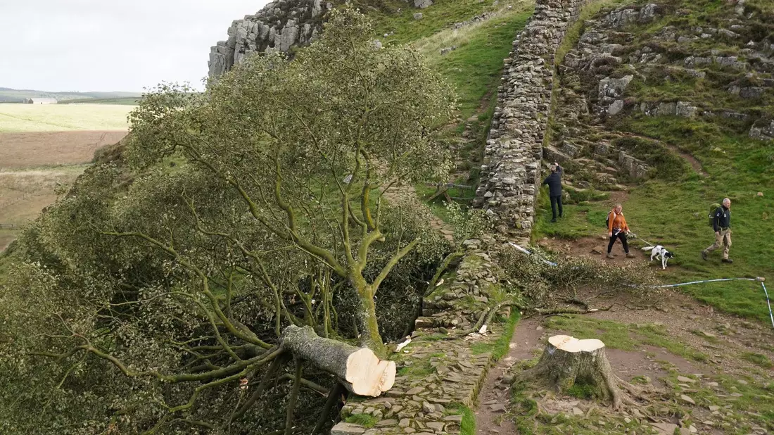 Spaziergänger gehen im September 2023 am illegal gefällten Berg-Ahorn-Baum («Sycamore Tree») am Hadrianswall in Northumberland vorbei. - Bild: Owen Humphreys/Press Association/dpa