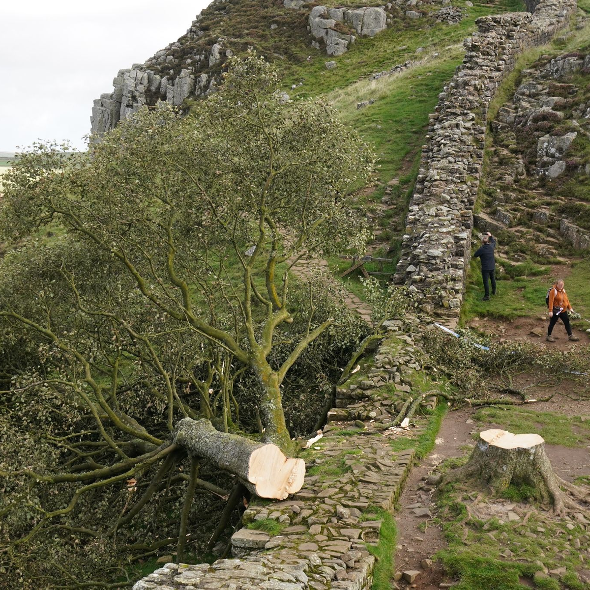 Spaziergänger gehen im September 2023 am illegal gefällten Berg-Ahorn-Baum («Sycamore Tree») am Hadrianswall in Northumberland vorbei. - Foto: Owen Humphreys/Press Association/dpa