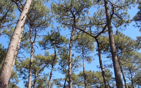 Studie zeigt: Meereskiefernextrakt verbessert ADHS-Symptomatik / Pflanzenextrakt als natürliche nebenwirkungsarme Therapieoption bestätigt - Foto: presseportal.de