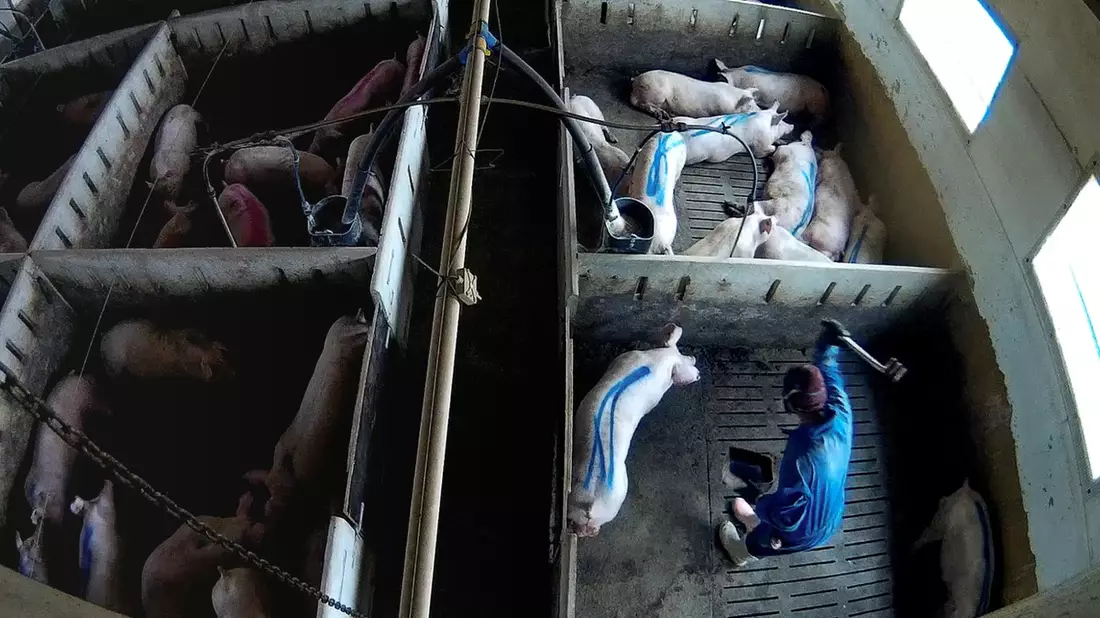 Tierquälerei für Lidl-Fleisch: WDR Markt zeigt neue schockierende Aufnahmen aus Schweinemast - Bild: presseportal.de