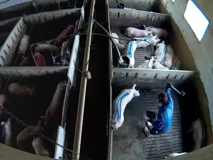 Tierquälerei für Lidl-Fleisch: WDR Markt zeigt neue schockierende Aufnahmen aus Schweinemast - Foto: presseportal.de