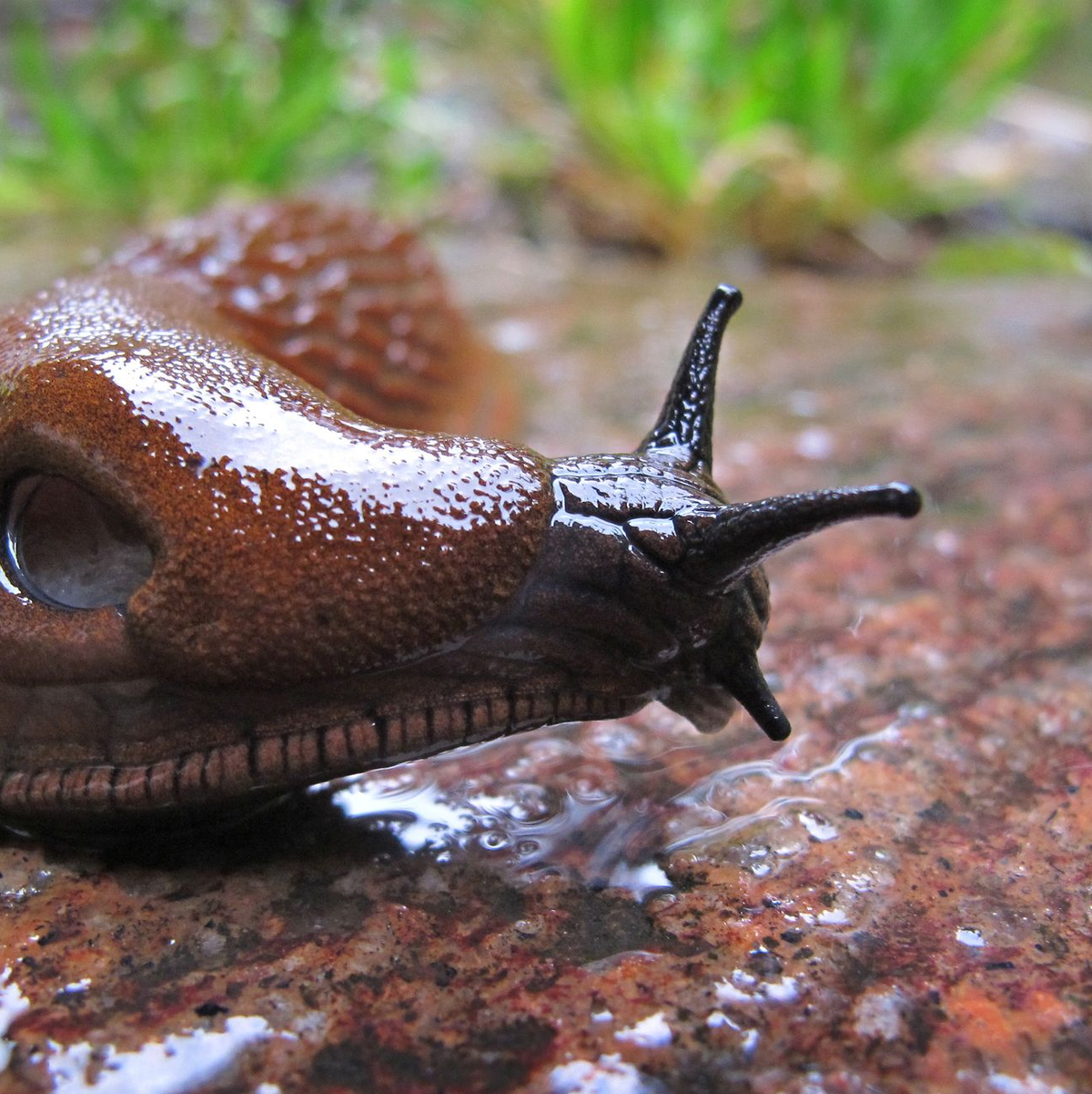 Die anhaltende Trockenheit hat Nacktschnecken zu schaffen gemacht. (Archivbild) - Foto: Karl-Josef Hildenbrand/dpa