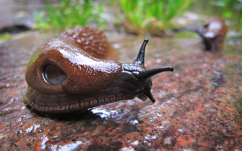 Die Spanische Wegschnecke kommt vielerorts vor - ausgerechnet in Spanien aber nur ganz vereinzelt. - Foto: Karl-Josef Hildenbrand/dpa