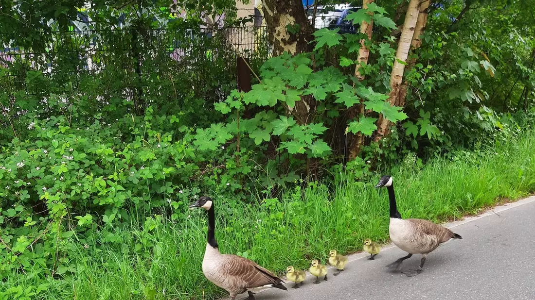 POL-KI: 240528.4 Kiel: Tierischer Einsatz auf der Veloroute 10 - Bild: presseportal.de