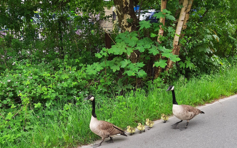 POL-KI: 240528.4 Kiel: Tierischer Einsatz auf der Veloroute 10 - Foto: presseportal.de