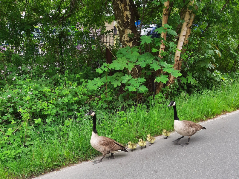 POL-KI: 240528.4 Kiel: Tierischer Einsatz auf der Veloroute 10 - Foto: presseportal.de