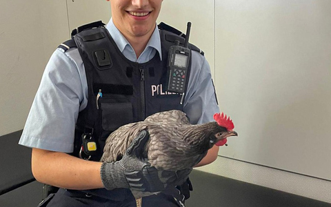 POL-BO: Gefiederter Ausreißer hält Polizei und Anwohner auf Trab - Festnahme! - Foto: presseportal.de