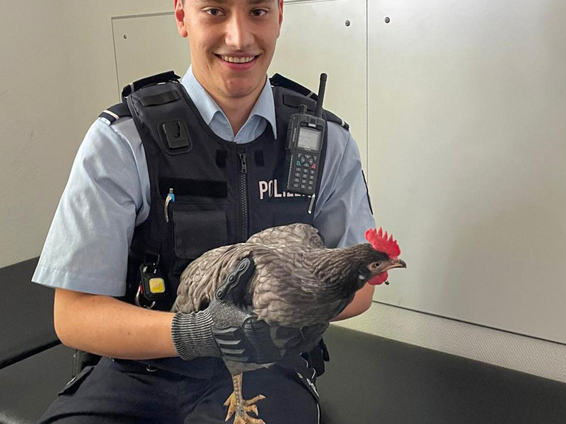 POL-BO: Gefiederter Ausreißer hält Polizei und Anwohner auf Trab - Festnahme! - Foto: presseportal.de