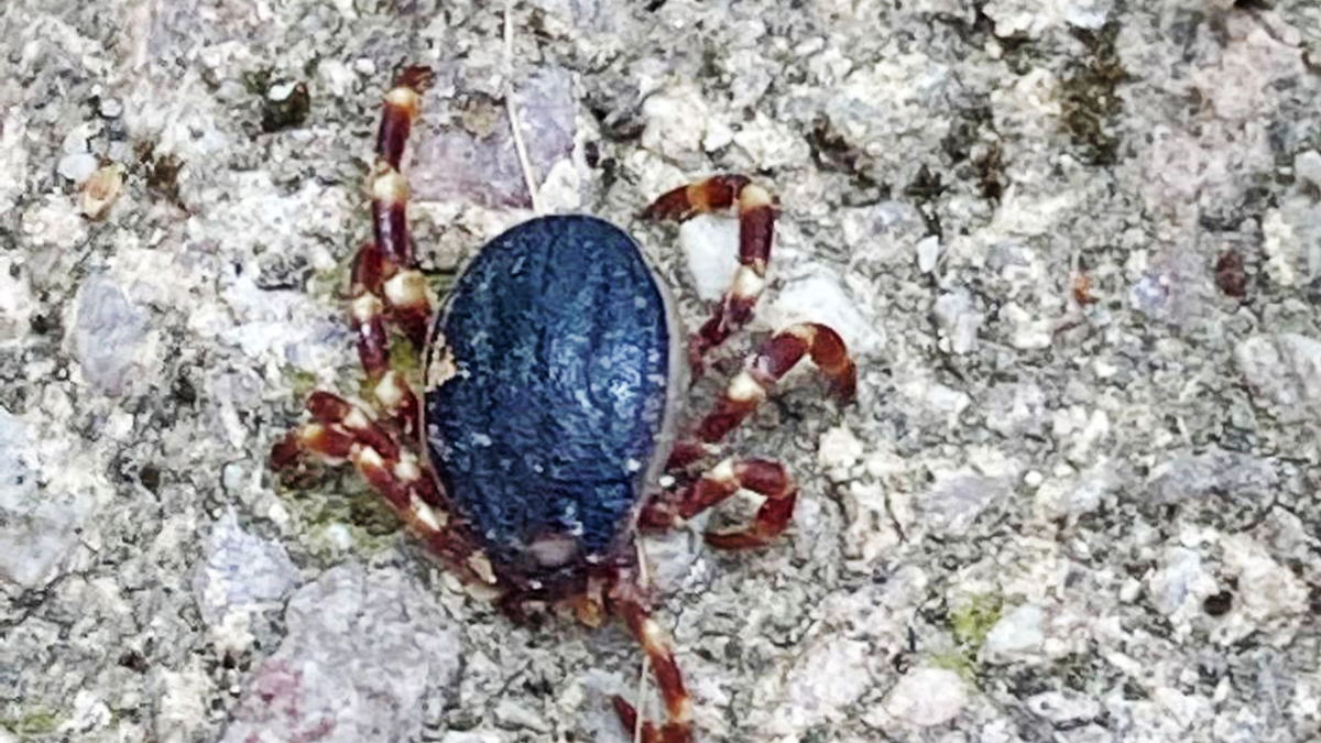 Eine Zecke der tropischen Gattung Hyalomma - gesichtet in Bobenheim-Roxheim (Rhein-Pfalz-Kreis). - Foto: Susanne Mengelberg/Privat/dpa