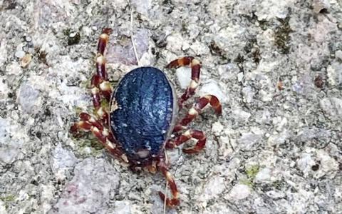 Eine Zecke der tropischen Gattung Hyalomma - gesichtet in Bobenheim-Roxheim (Rhein-Pfalz-Kreis). - Foto: Susanne Mengelberg/Privat/dpa