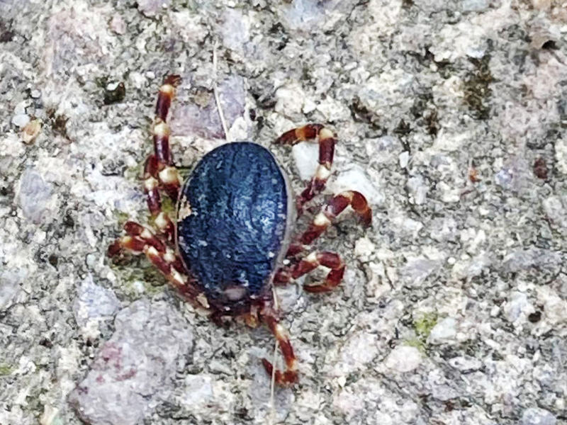 Eine Zecke der tropischen Gattung Hyalomma - gesichtet in Bobenheim-Roxheim (Rhein-Pfalz-Kreis). - Foto: Susanne Mengelberg/Privat/dpa