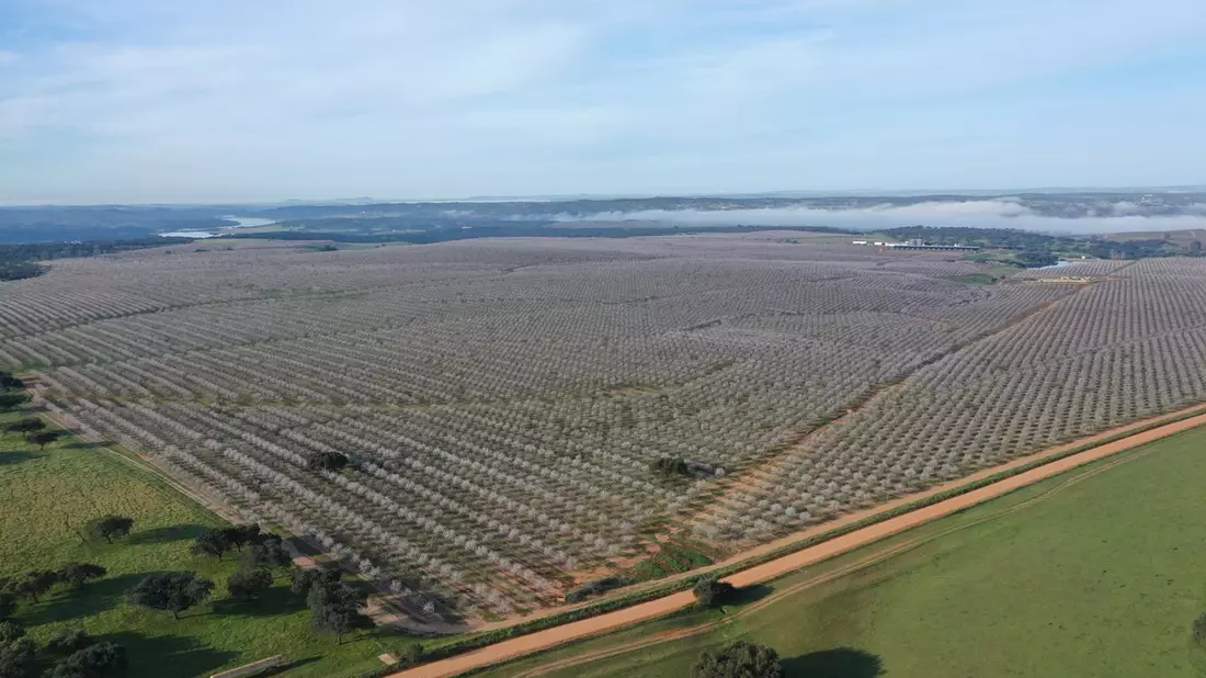 Die iberische Mandel setzt auf Frankreich und Deutschland, um in den kommenden Jahren dank ihrer größten Trümpfe Nachhaltigkeit und Qualität auf dem europäischen Markt zu wachsen - Bild: presseportal.de