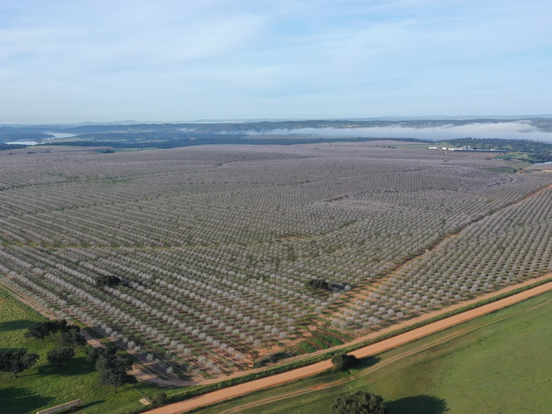 Die iberische Mandel setzt auf Frankreich und Deutschland, um in den kommenden Jahren dank ihrer größten Trümpfe Nachhaltigkeit und Qualität auf dem europäischen Markt zu wachsen - Foto: presseportal.de
