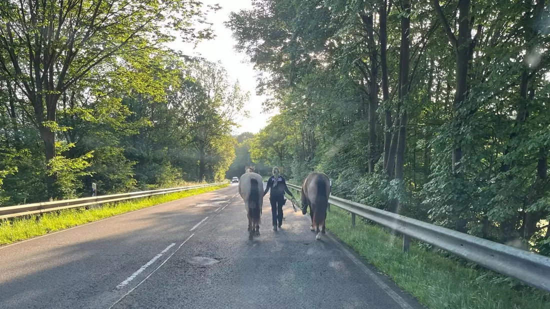 POL-SU: Verkehrsbehinderung durch freilaufende Pferde - Bild: presseportal.de