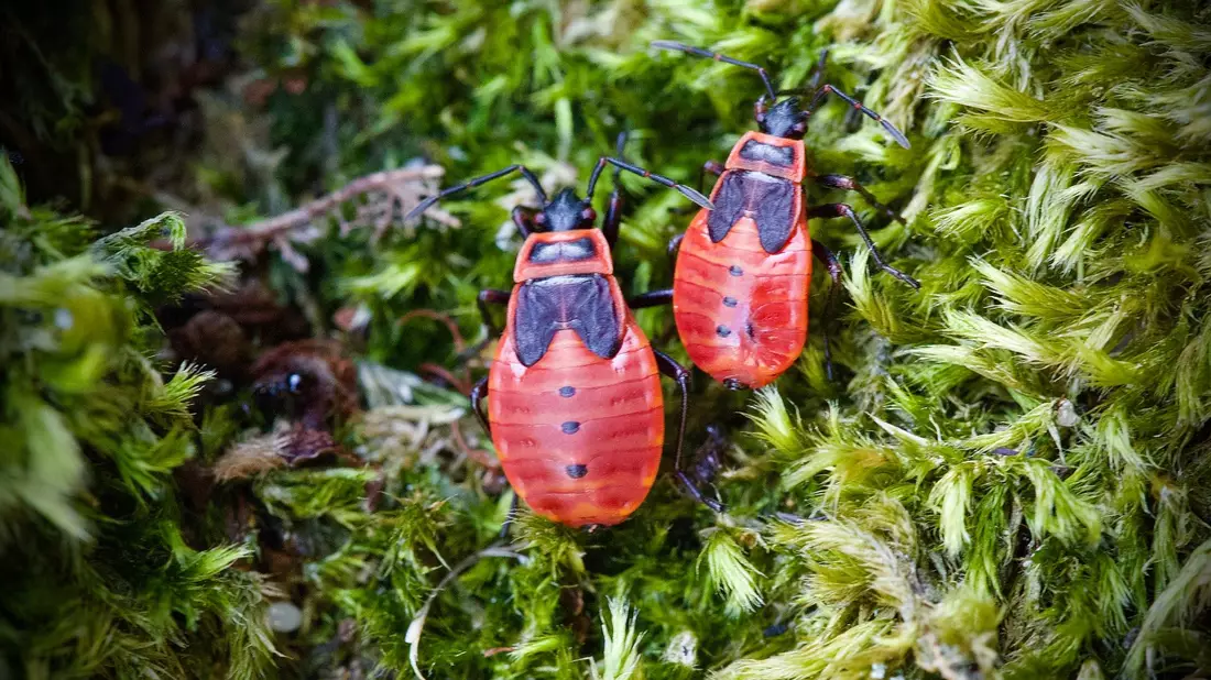 Die Feuerwanze lebt meist am Boden und ist ungefährlich. Die schwarz-roten Tiere treten zumeist in Gruppen auf und kündigen den Frühling an. - Bild: Soeren Stache/dpa-Zentralbild/dpa