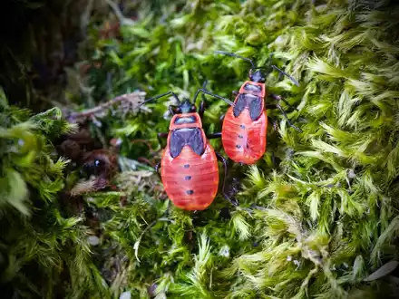 Die Feuerwanze lebt meist am Boden und ist ungefährlich. Die schwarz-roten Tiere treten zumeist in Gruppen auf und kündigen den Frühling an. - Foto: Soeren Stache/dpa-Zentralbild/dpa